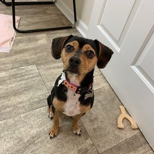 Meet your Posher, Peyton